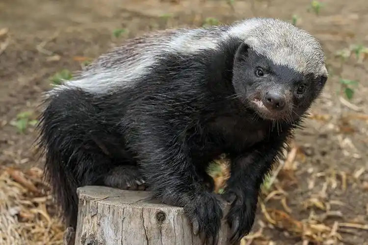 蜜獾,最无所畏惧的动物