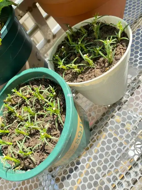 太阳花巨简单扦插