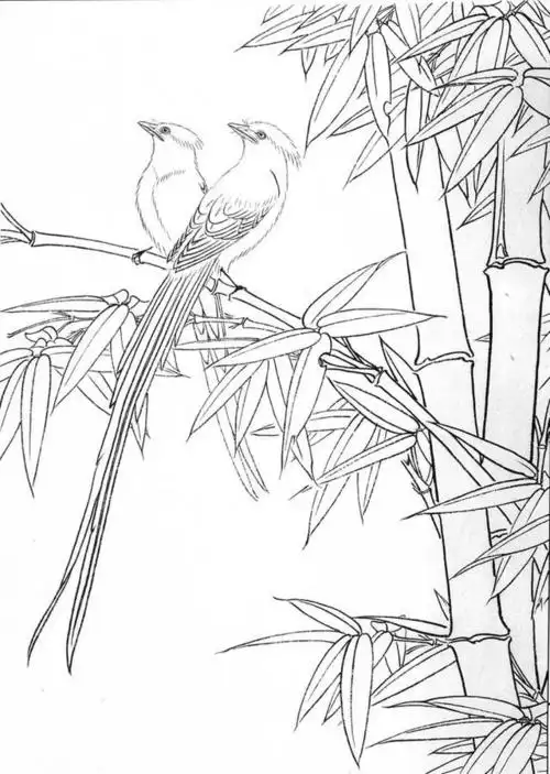 工笔白描线稿花鸟篇10