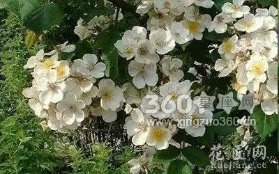 荼蘼花的花语--末路之美      荼蘼花开代表女子的青春已成过去.