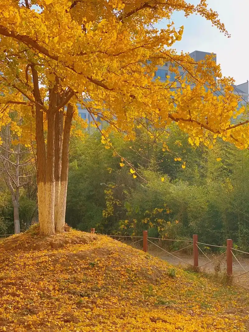 银杏林里的秋天才是真正的秋天