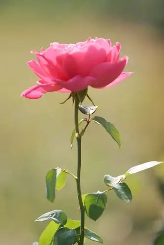 一朵美丽的玫瑰花