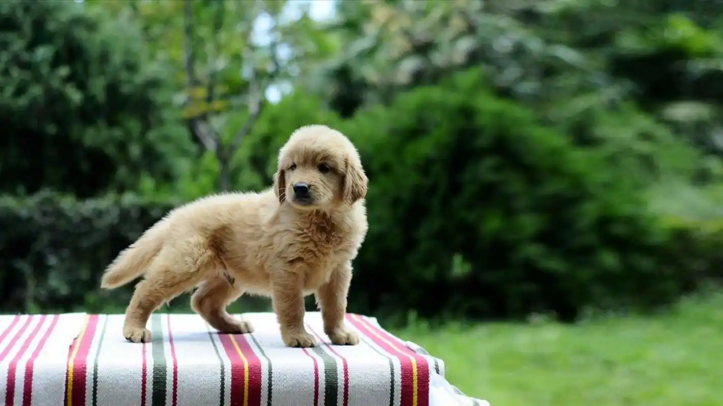 萌宠图片大全高清电脑桌面壁纸