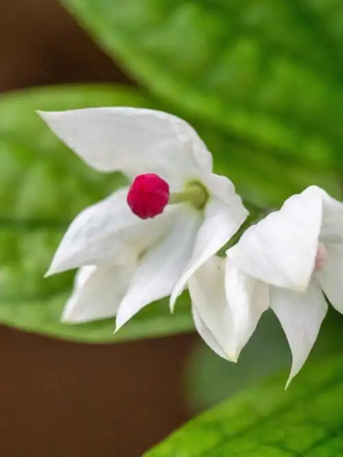 6月中旬的龙吐珠珍珠宝塔九龙吐珠