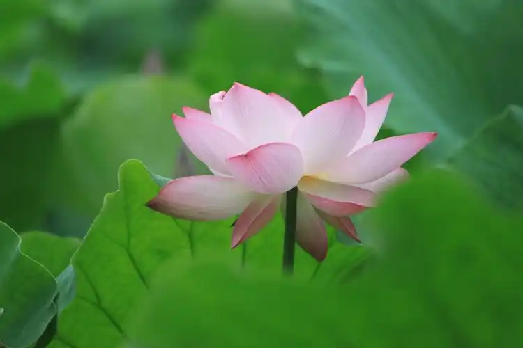 拍荷花 ,南部给炎热的夏季带来一丝清凉图片571,四川省旅游景点,风景