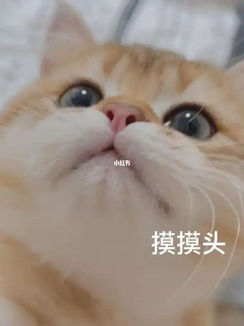 听我的进来让小猫咪摸摸头