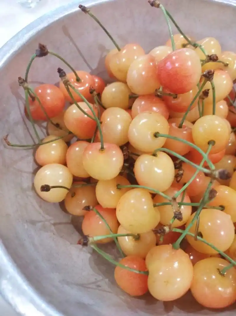 冰壶是我最喜欢的樱桃品种 又甜又好看