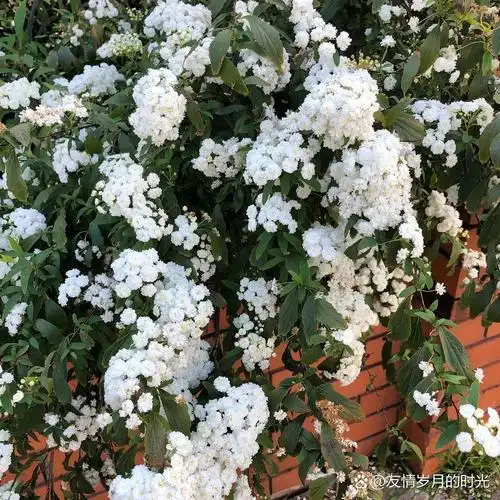 植物大赏|重瓣小手球绣线菊 重瓣小手球是麻叶绣线菊的重瓣变种,最大