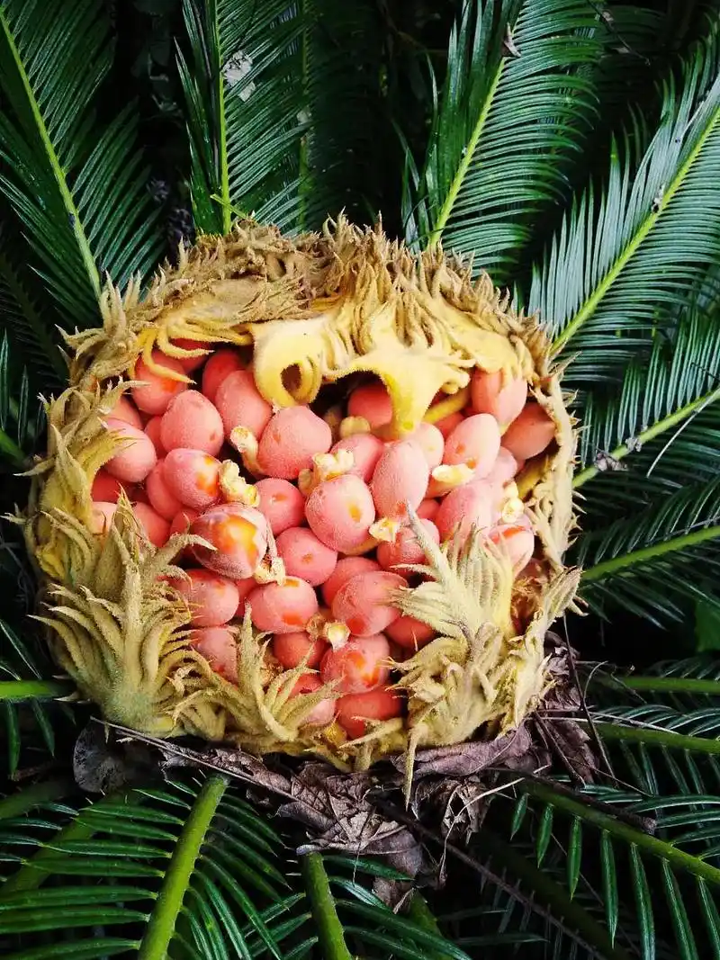 千年铁树开花你见过吗.千年铁树开了花 万年枯藤发了芽     - 抖音