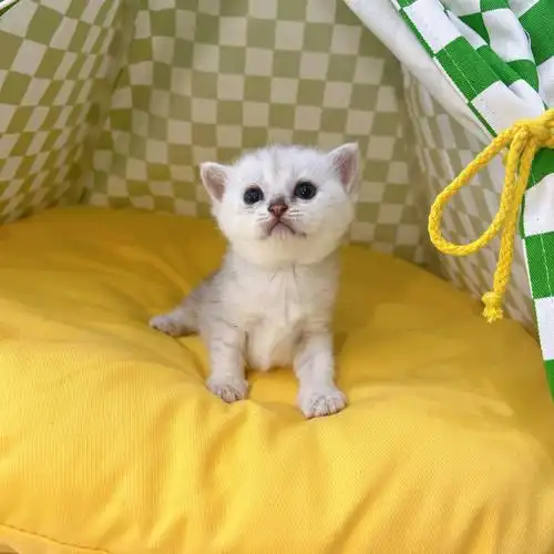 今天捡漏价银点血渐层妹妹