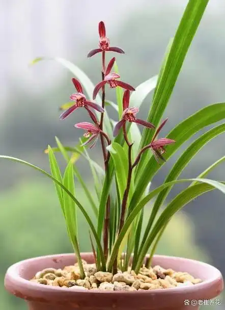 兰花,自古以来就是人们喜爱的花卉之一.