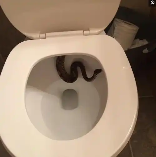 一组图片告诉你澳大利亚究竟有多恐怖