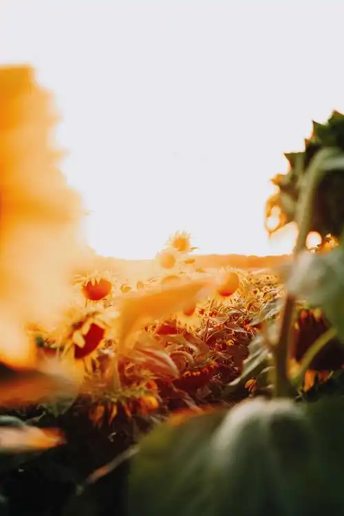 太阳光下唯美的向日葵,植物-回车图片