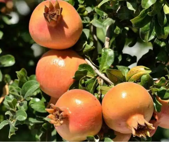 我喜欢满树的石榴花像星星一样盛开的石榴花_石榴树