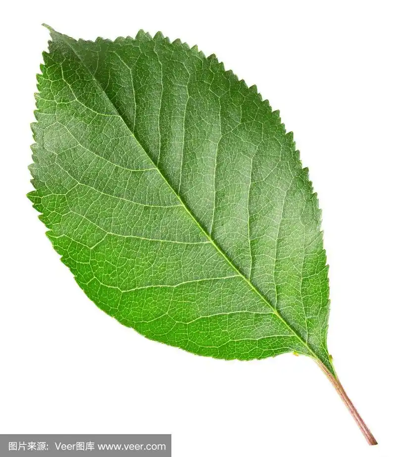 孤立在白色背景上的樱桃叶