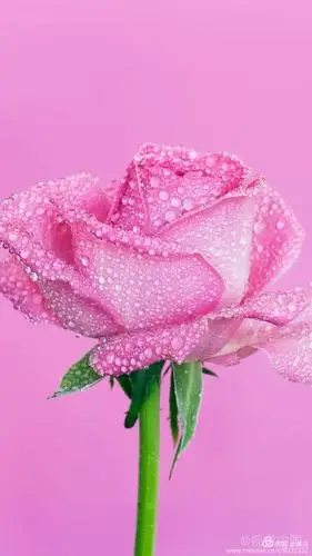 手机封面选篇欣赏——花为美(四)