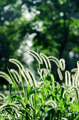 狗尾巴草的夏天