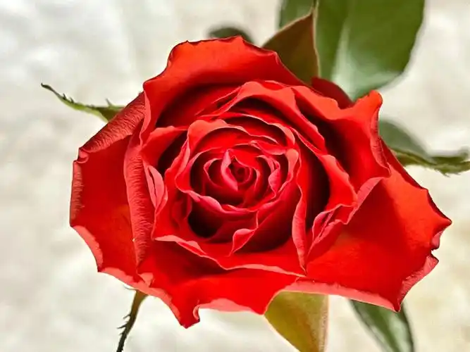 初吻玫瑰适合今日