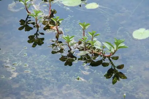 叫白花水龙的一种水草,如图.求科普.