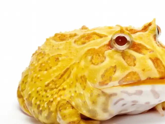 角蛙,是一种受欢迎的宠物两栖动物