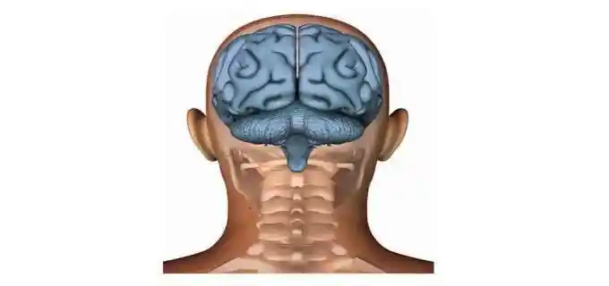 后脑勺致命部位 - 易查师