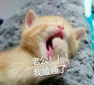 猫咪喊老公表情包 高清完整版