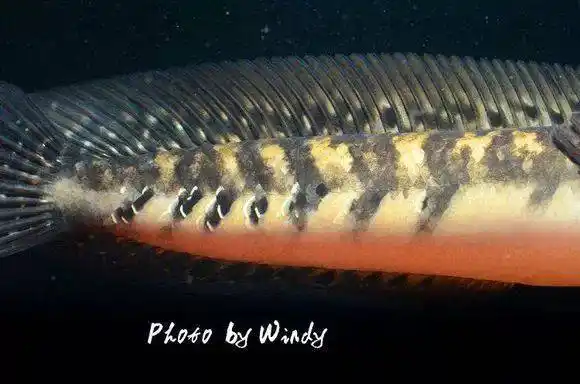 鱼友实拍自己养过的4种黑魔神雷龙鱼,优雅而霸气!