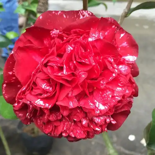 名贵山茶花树苗云斑大元帅山茶花苗绿植盆栽带花苞茶花苗正平茶花