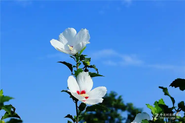 白色木槿花二
