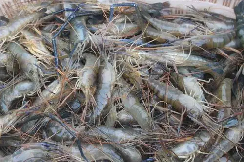 今年,刘华耀的虾场又引进了稻虾养殖新模式,充分发挥稻虾共生