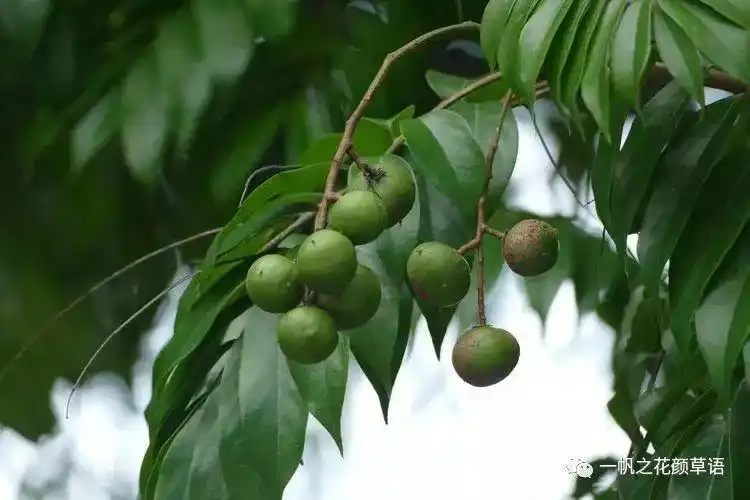 大自然】第114期:人面子_果实