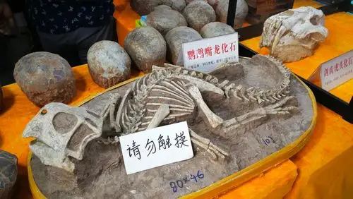 鹦鹉嘴龙化石,让人大开眼界.