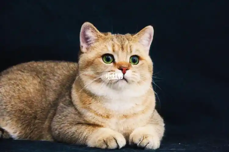 英短金渐层ny25dd