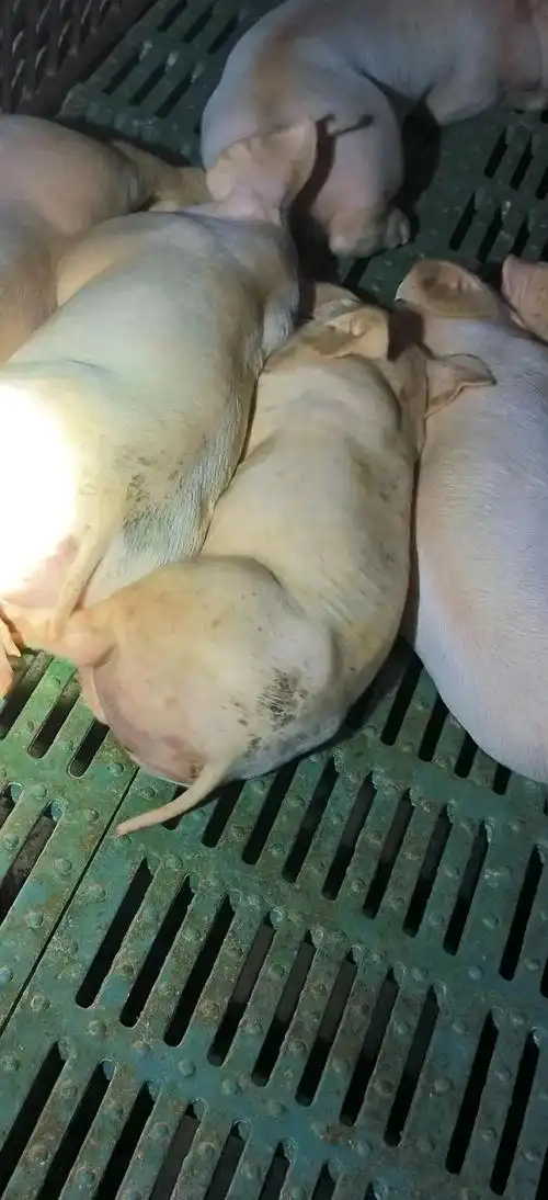 非瘟肆虐:仔猪症状与防控措施