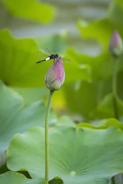 荷花池飞舞的蜻蜓