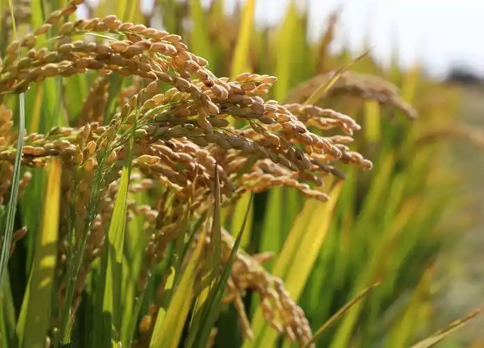 金秋十月,山东省临沂市郯城县马头镇10多万亩"股份水稻"喜获丰收.