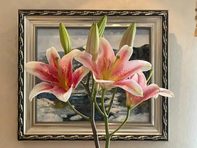 单瓣粉百合梯伯