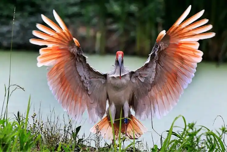 朱鹮国家重点保护动物