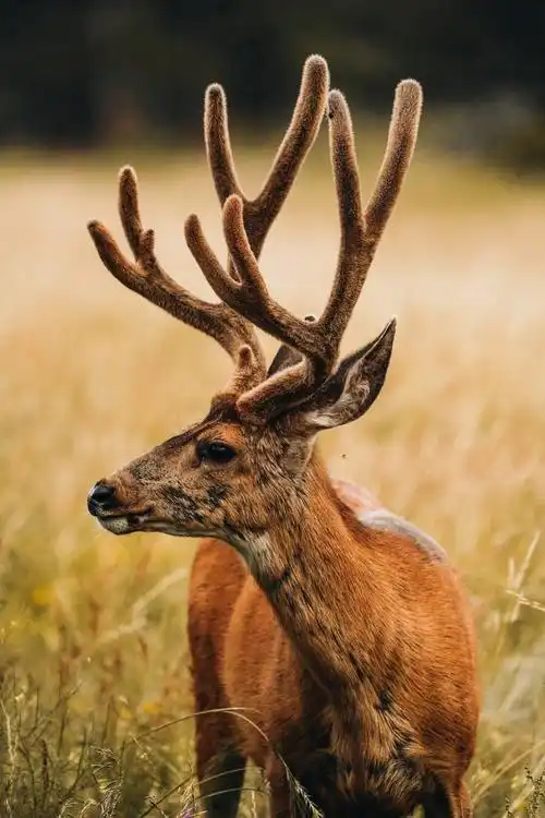 唯美户外棕色麋鹿图片