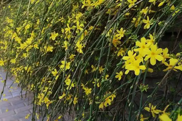 迎春花几月开(迎春花几月开的长什么样子)