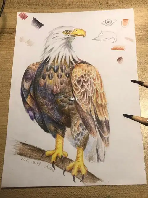 白头海雕彩铅动物