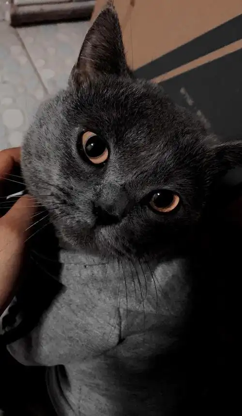 英短银渐层找爸爸妈妈(已打完疫苗,已做绝育)