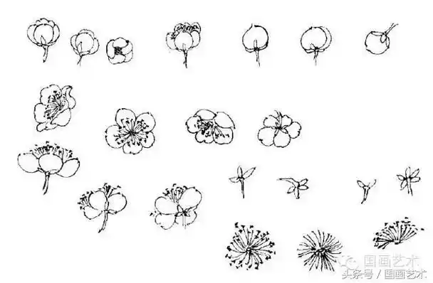 100幅白描梅花绘画手稿练笔用