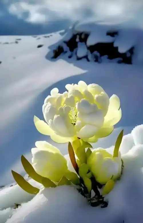 【每日一花】天山雪莲纯洁美丽