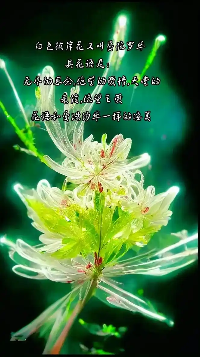 白色彼岸花又叫蔓陀罗华 其花语是: 无尽的思念 绝望的爱情  - 抖音
