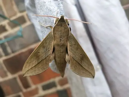 这是我在晒袜子时看到的大蛾子