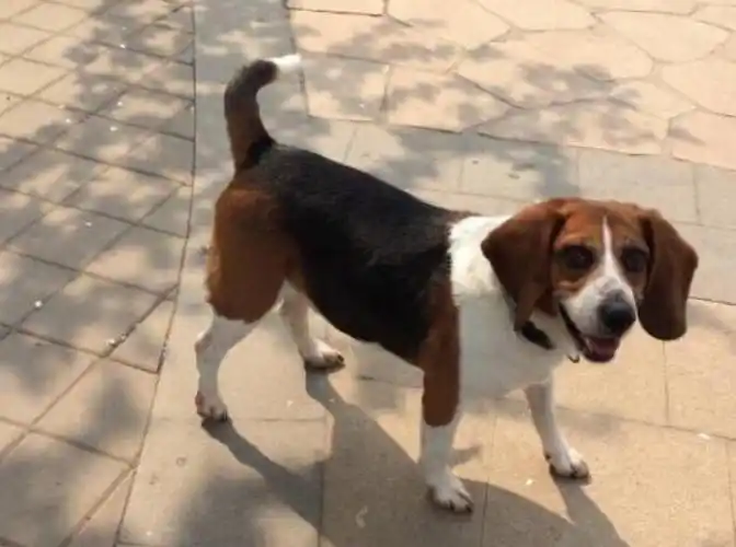 白尾巴尖的狗代表什么