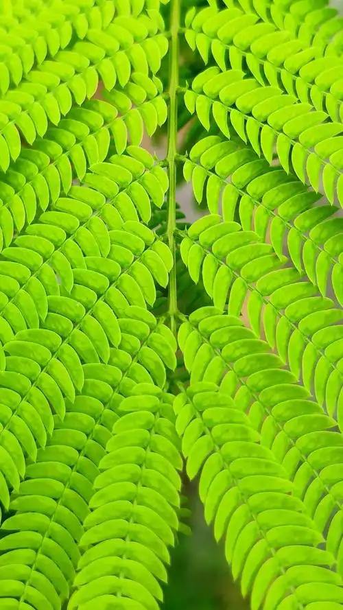 二回羽状复叶鉴赏快来猜猜他们是什么植物吧