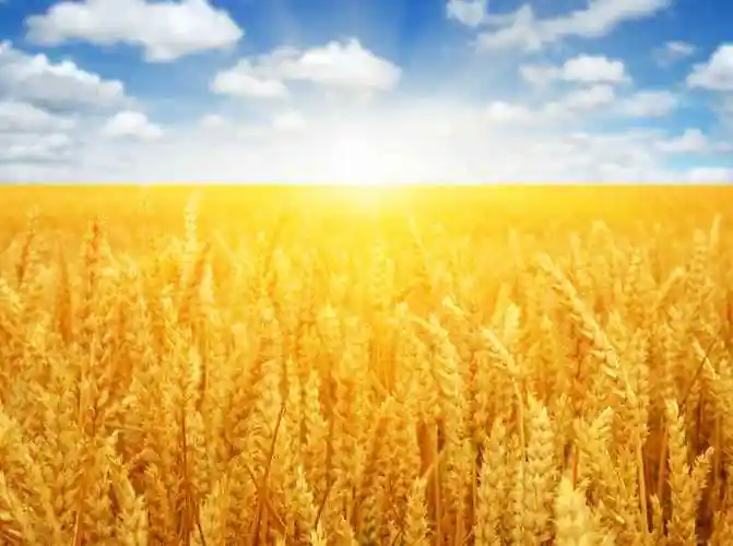 小女孩抚摸麦穗的手图片-阳光下麦田里小女孩的手素材-高清图片-摄影