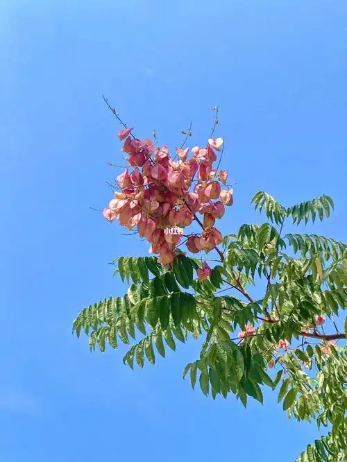 栾树结果国庆花